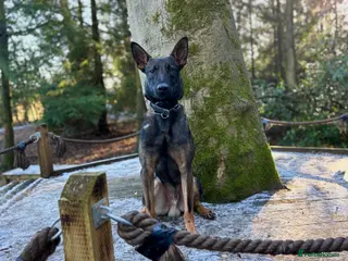 Mixed Breed dogs Bosco - well trained bull herder male - Advert 7