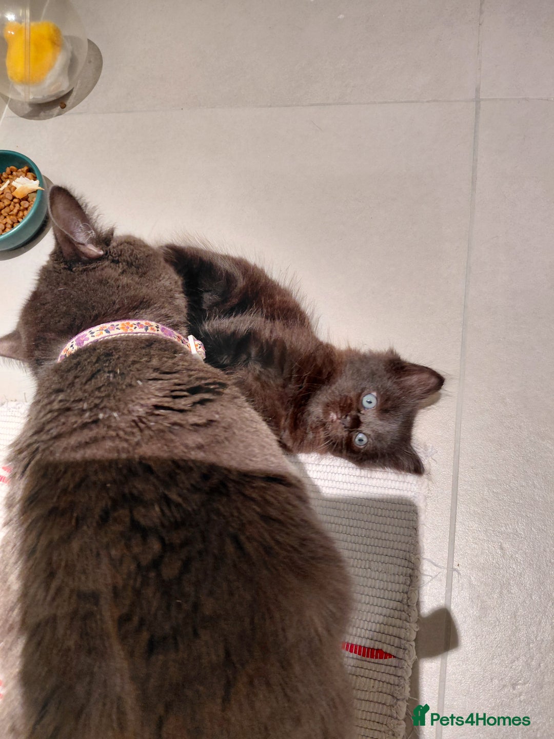 Mixed Breed cats for sale: Adorable mixed x russian blue x ragdoll - Advert 9