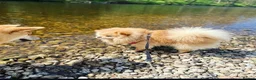 Pomeranian dogs for sale: Milo  - Advert 2