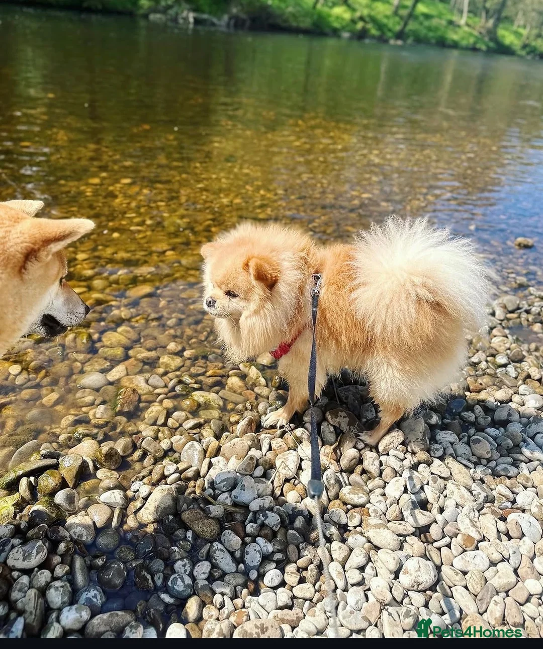 Pomeranian dogs for sale: Milo  - Advert 2