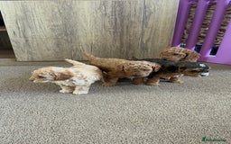 Cockapoo dogs for sale: 4 f2 cockapoos 2 males 1 female  - Image 4