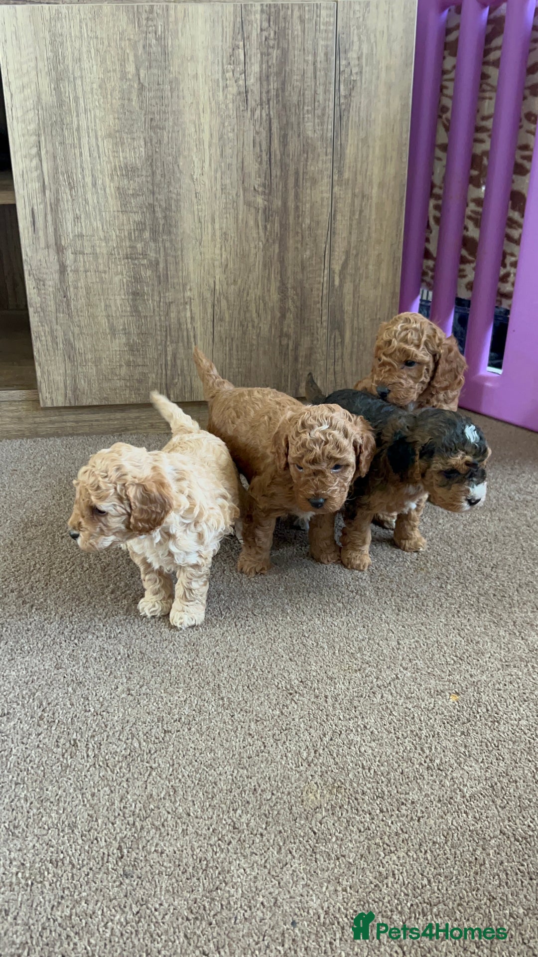 Cockapoo dogs for sale: 4 f2 cockapoos 2 males 1 female  - Image 4