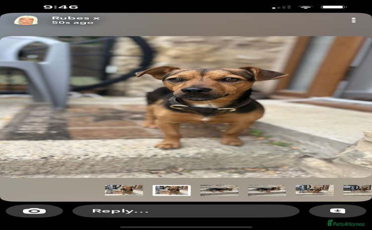 Jack Russell dogs - Advert 10