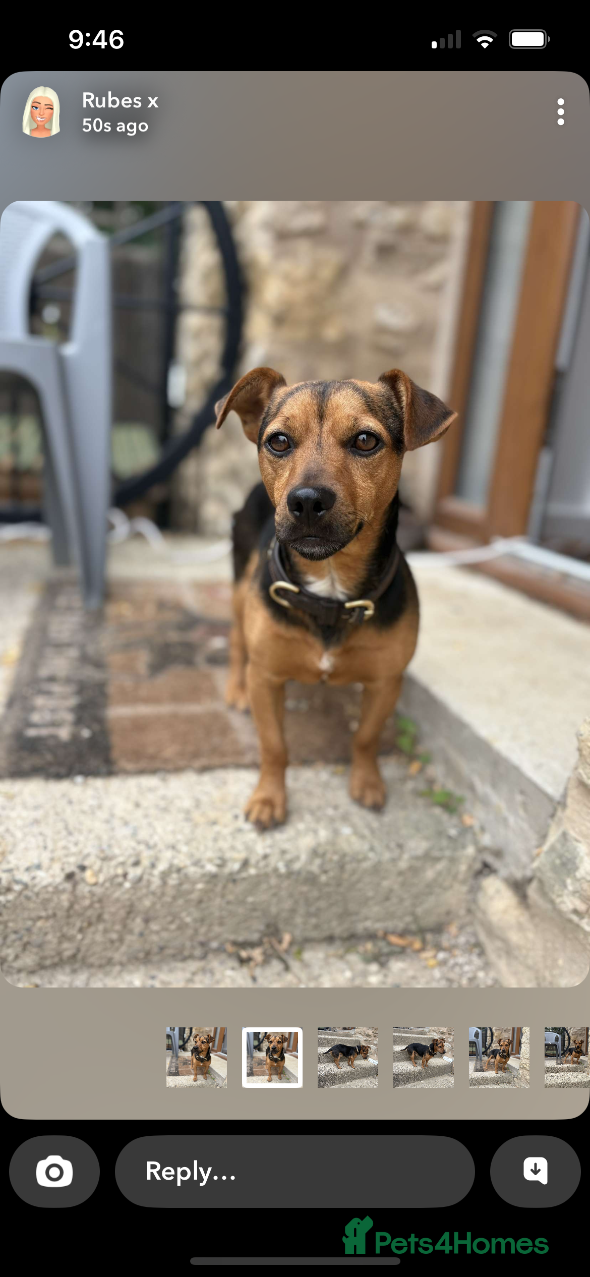 Jack Russell dogs for stud: Black and Tan stud dog  - Advert 2