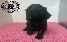 Cocker Spaniel dogs for sale: KC Reg Working Cocker Spaniel Puppies  - Image 9