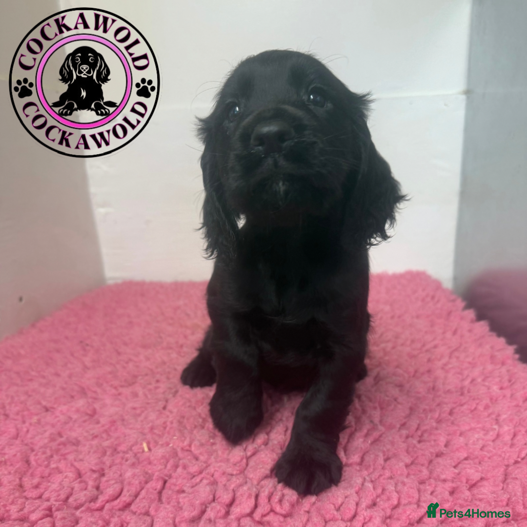Cocker Spaniel dogs for sale: KC Reg Working Cocker Spaniel Puppies  - Image 9