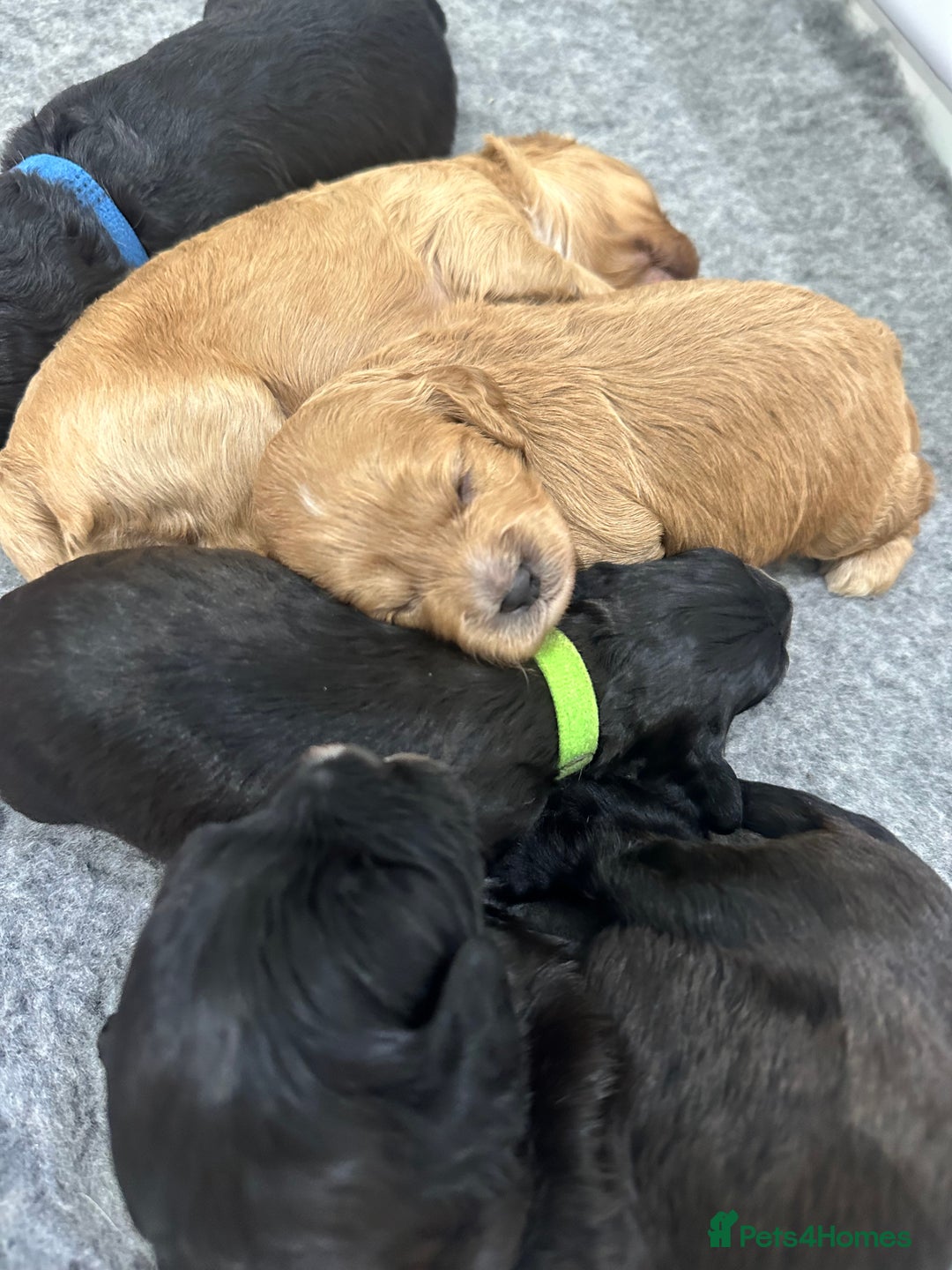 Cavapoo dogs for sale: F1 cavapoo puppies heath tested  - Image 23