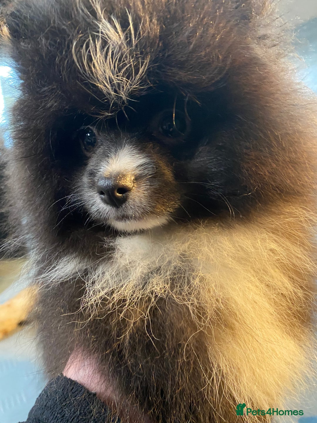 Pomeranian dogs for sale: Super cute sassy poms - Advert 13