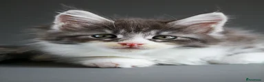 Maine Coon 1
