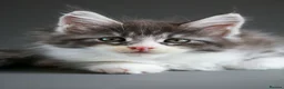 Maine Coon cats for sale: TICA Registered Maine Coon Kittens - Advert 9