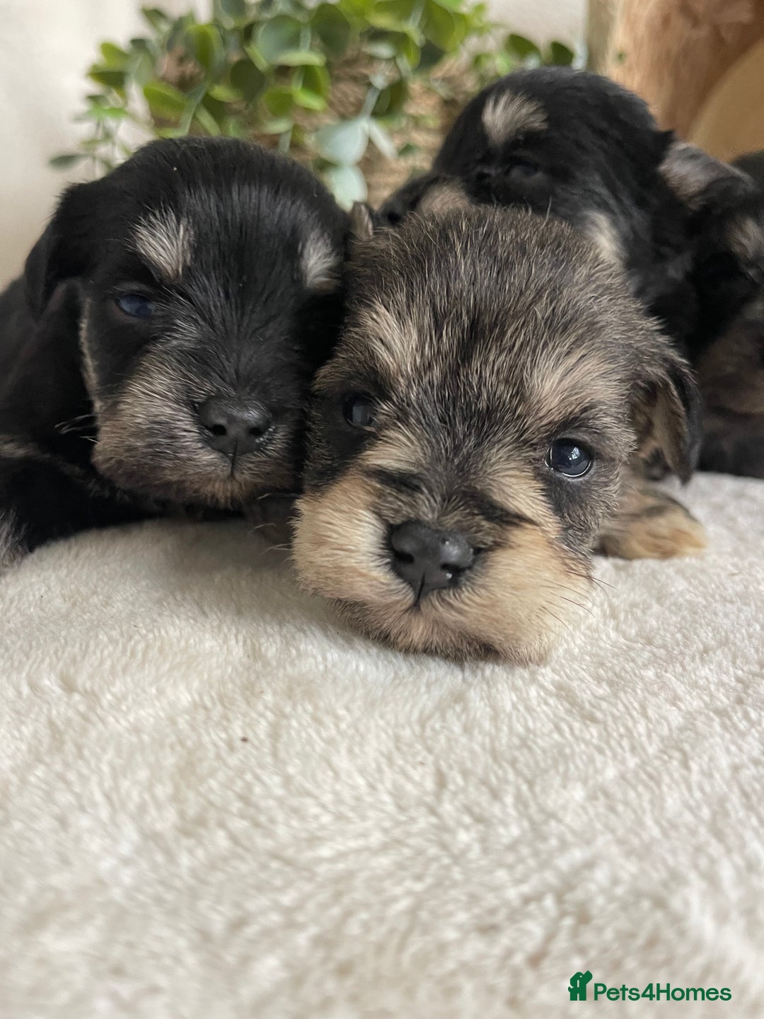 Miniature Schnauzer dogs for sale: STUNNING DNA TESTED MINI SCHNAUZER  - Advert 9