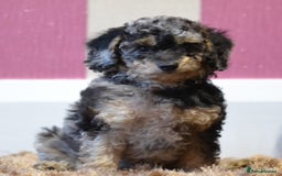 Miniature Poodle dogs for sale: Miniature Poodle Puppies from DNA tested Parents - Image 7