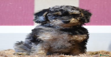 Miniature Poodle dogs - Advert 8