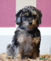 Miniature Poodle dogs - Advert 8
