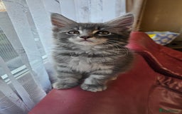 Maine Coon cats for sale: LARGE BREED Maine Coon cross  - Image 15