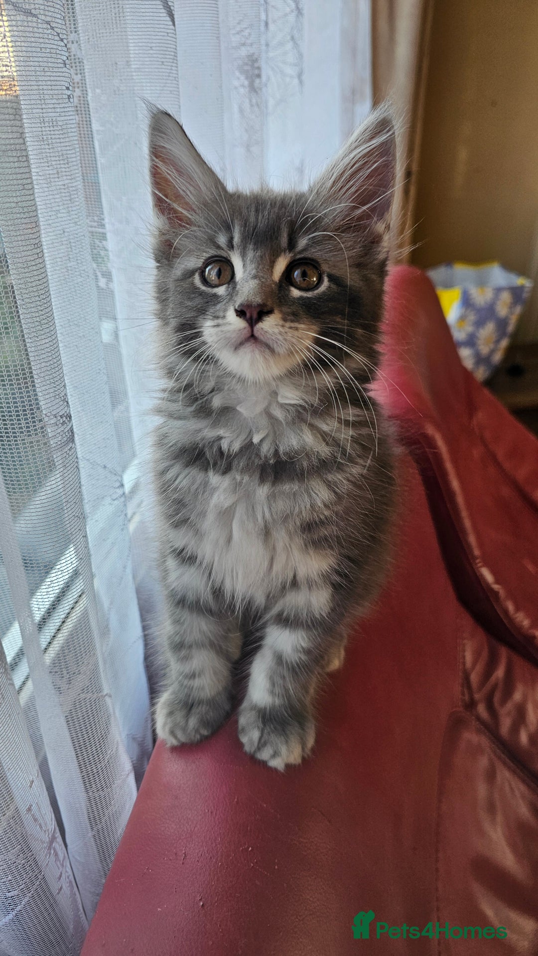 Maine Coon cats for sale: LARGE BREED Maine Coon cross  - Image 15
