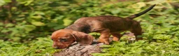 Dachshund dogs for sale: Rare Standard Wire Haired Dapple Dachshunds  in Leicester - Advert 29