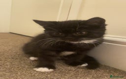 Persian cats for sale: 1 Persian kitten ready to go now  - Image 3