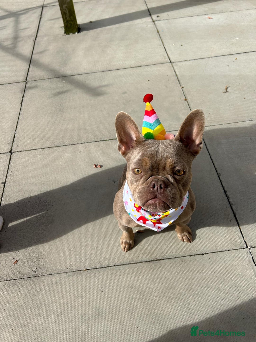 French Bulldog dogs for sale: French Bulldog Female KC registered - Advert 4