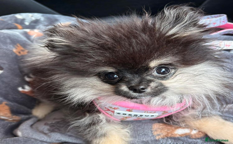 Pomeranian dogs in Sandbach - Advert 9