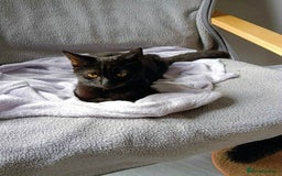 Mixed Breed cats for adoption: JAFFA - Image 4