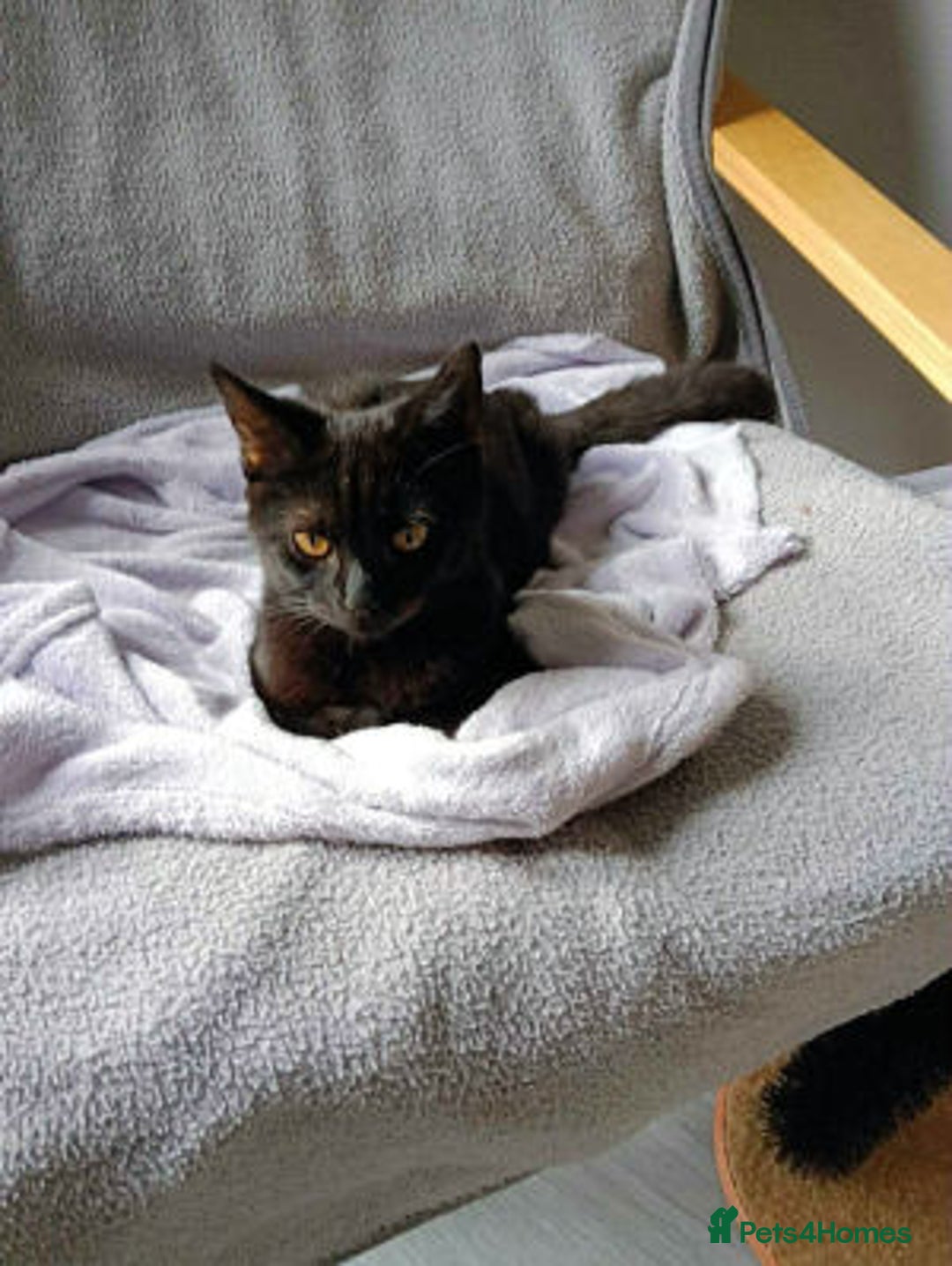 Mixed Breed cats for adoption: JAFFA - Image 4