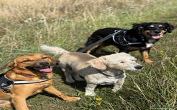 Mixed Breed dogs for adoption: Sweet Bubu Looking For Love  - Image 19
