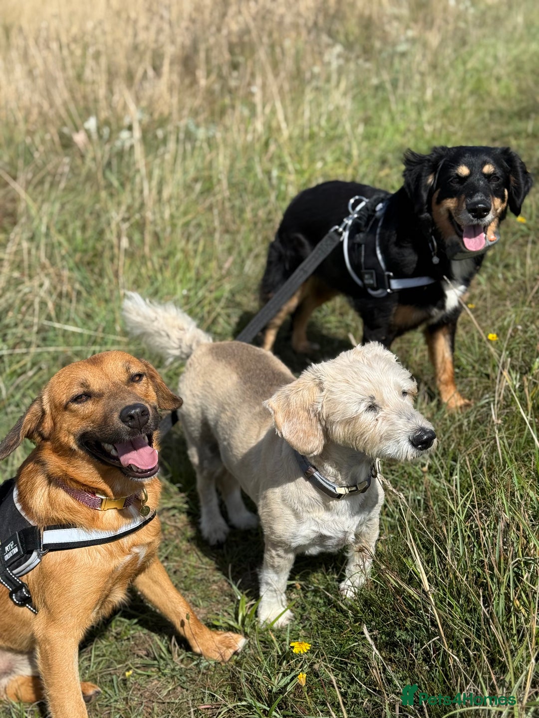 Mixed Breed dogs for adoption: Sweet Bubu Looking For Love  - Image 19