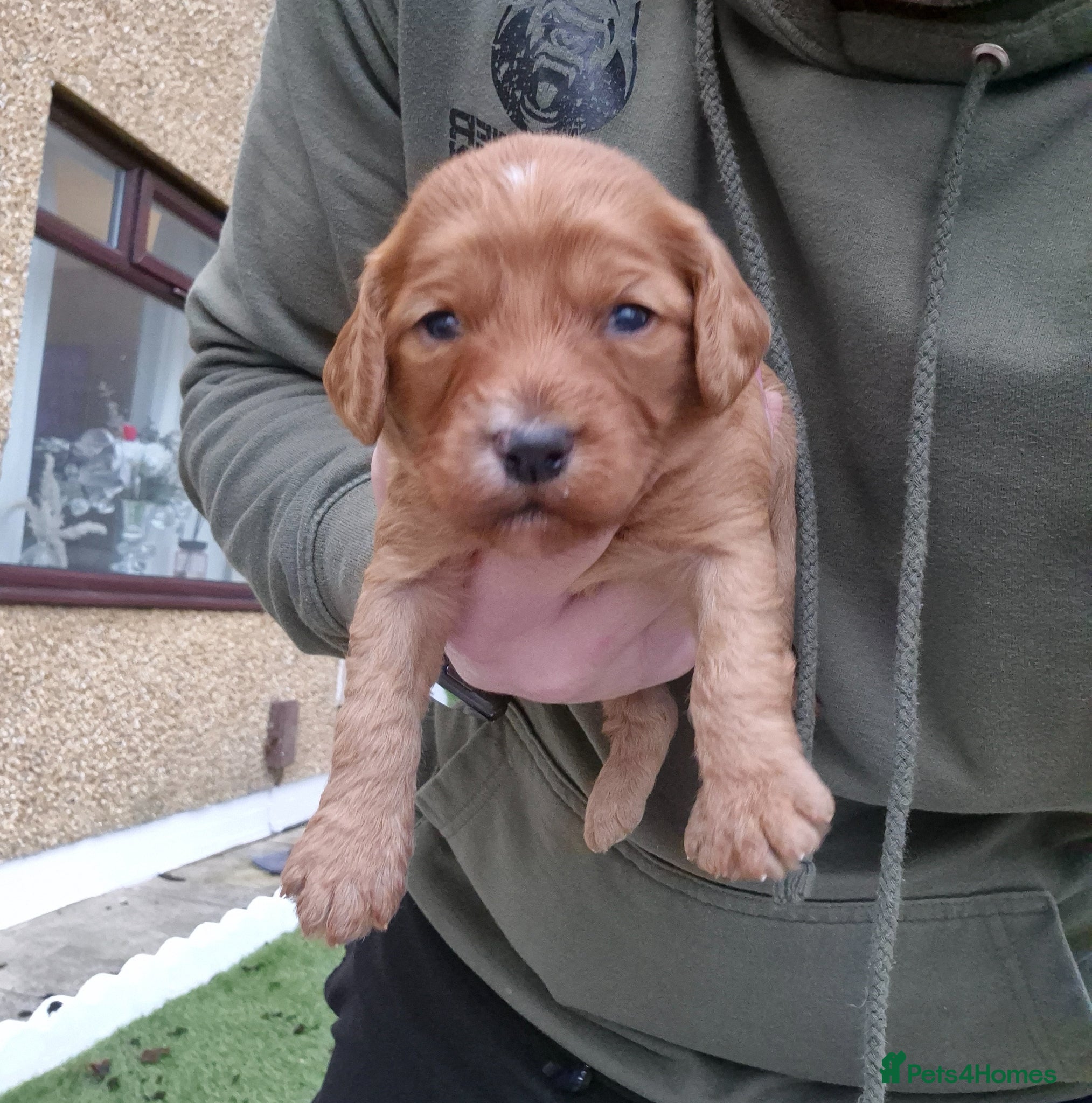 Cockapoo dogs F1 cockapoos [health tested ) - Advert 4