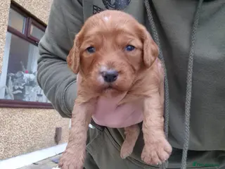 Cockapoo dogs F1 cockapoos [health tested ) - Advert 4