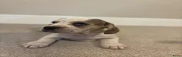 Mixed Breed dogs for sale: (Ready to leave)Cocker X Frenchie puppies in Northwich - Advert 6