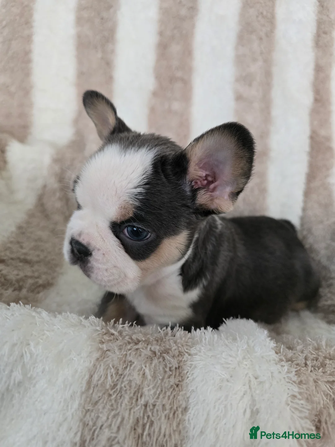 French Bulldog dogs for sale: Beautiful Frenchie Pups Available  - Advert 11