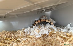 Hamster rodents for sale: 2 Female Roborovski Dwarf Hamsters  - Image 4