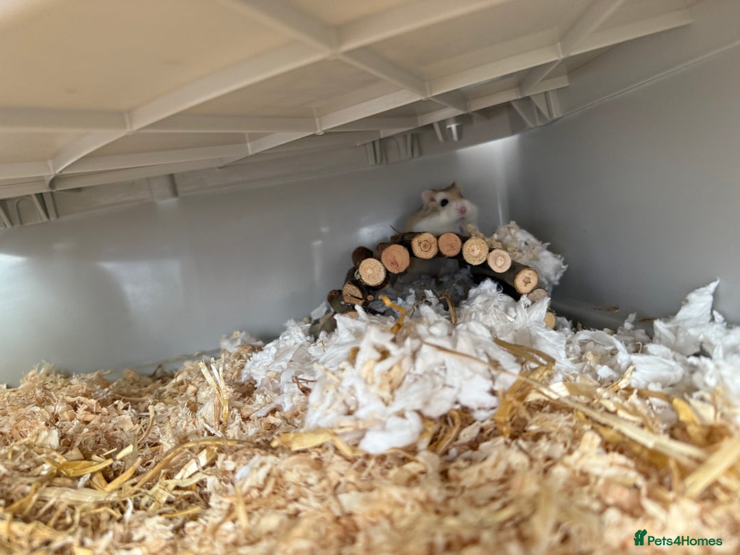 Hamster rodents for sale: 2 Female Roborovski Dwarf Hamsters  - Image 4