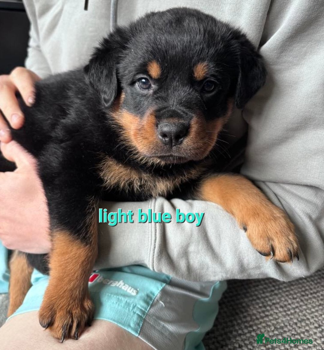 In Kolkata Rottweiler Puppies Price Range Kolkata Golden