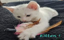 Mixed Breed cats for sale: 4 cute kittens up for sale - Image 14
