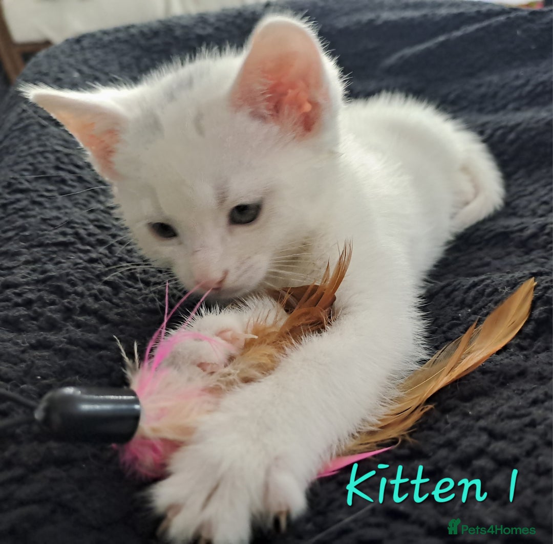 Mixed Breed cats for sale: 4 cute kittens up for sale - Image 14