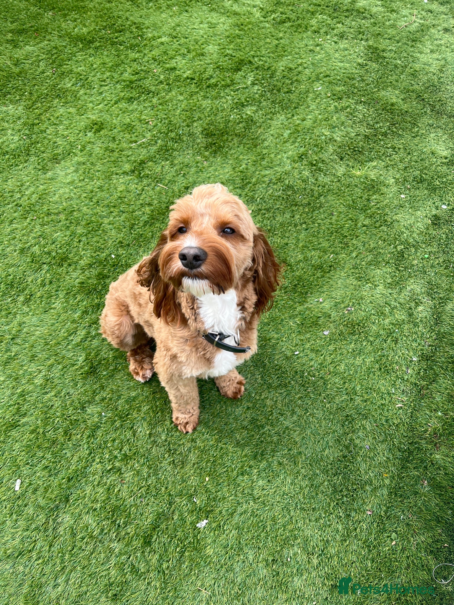 Cavapoo dogs F1 boy cavapoo for stud. (willow) - Advert 2