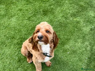 Cavapoo dogs F1 boy cavapoo for stud. (willow) - Advert 2