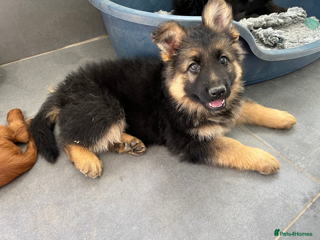 German Shepherd dogs for sale: OLD FASHION GSD PUPPIES DUE 8TH OCTOBER  - Image 16