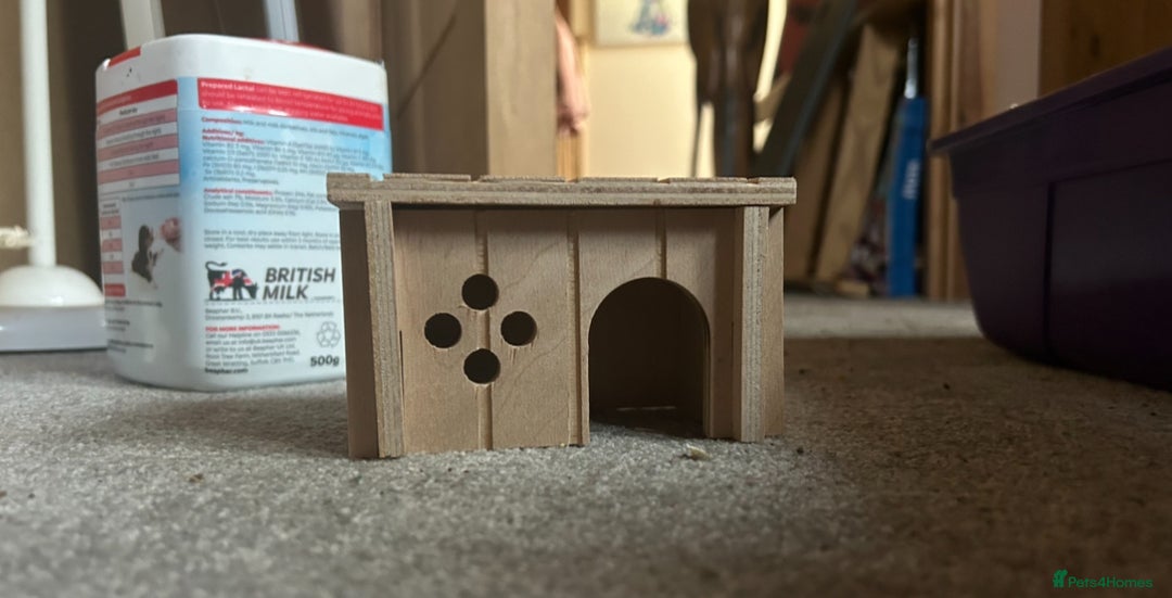 Hamster rodents for sale: Full hamster/mouse cage and setup  - Image 13