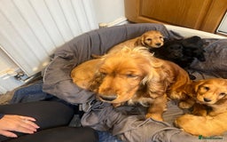 Cocker Spaniel dogs for sale: Cocker Spaniels  - Image 6