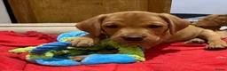 Labrador Retriever dogs for sale: Fox Red Labrador puppy’s  in Bedford - Advert 3