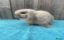 Mini Lop rabbits for sale: Mini lop babies ready to go - Image 3