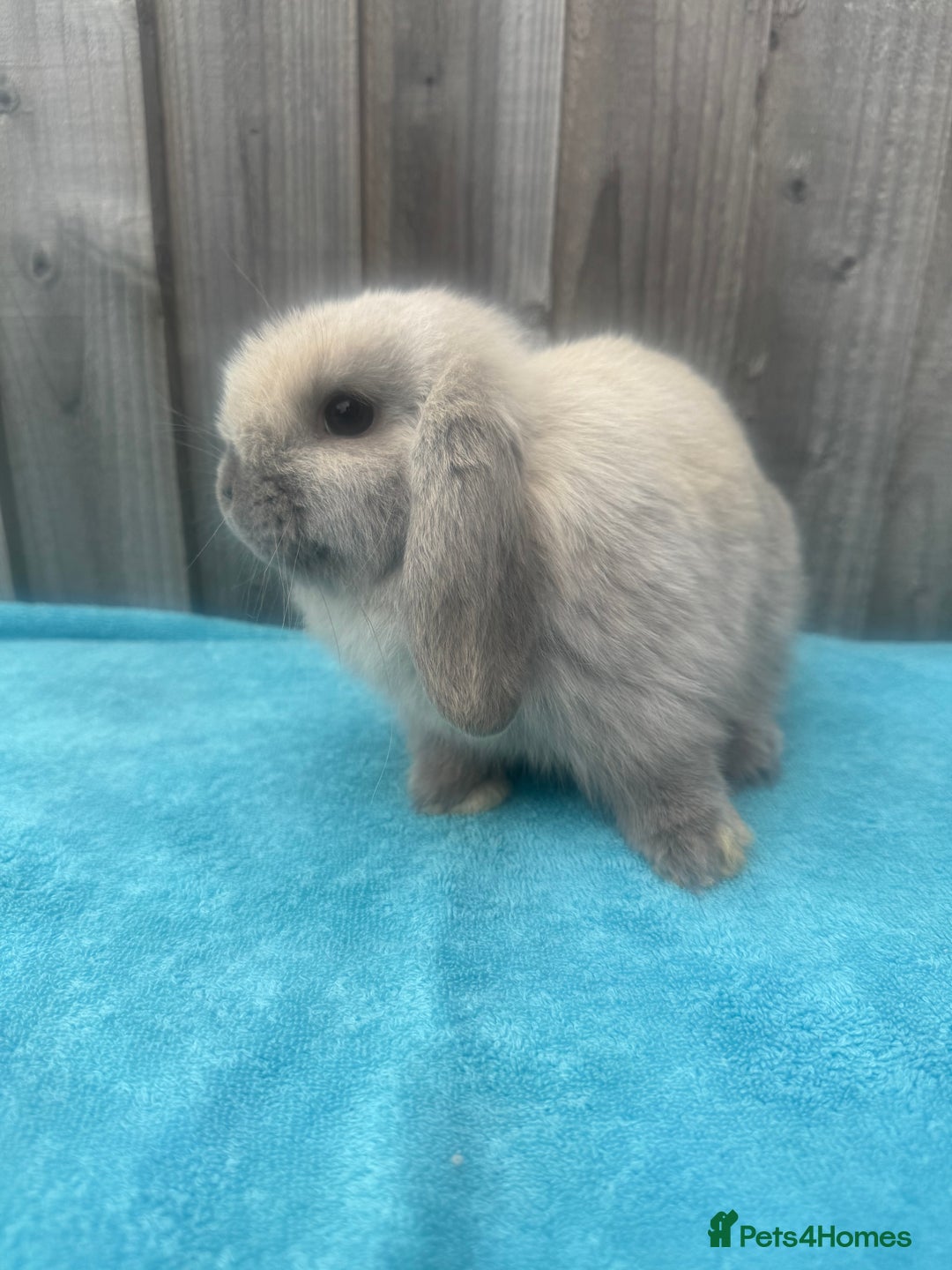 Mini Lop rabbits for sale: Mini lop babies ready to go - Image 3