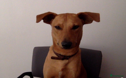 Mixed Breed dogs for adoption: Jimmy is looking for an amazing home - Image 16
