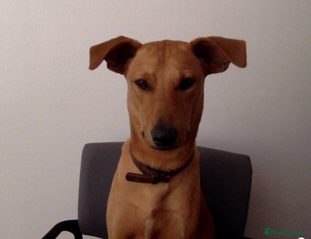 Mixed Breed dogs for adoption: Jimmy is looking for an amazing home - Image 16