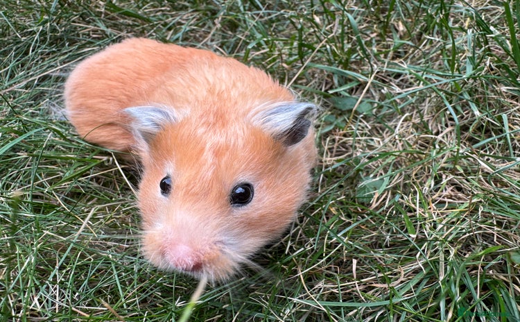 Hamster rodents - Advert 18