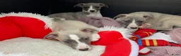 Whippet dogs for stud: Proven Quality Whippet For Stud  - Advert 10