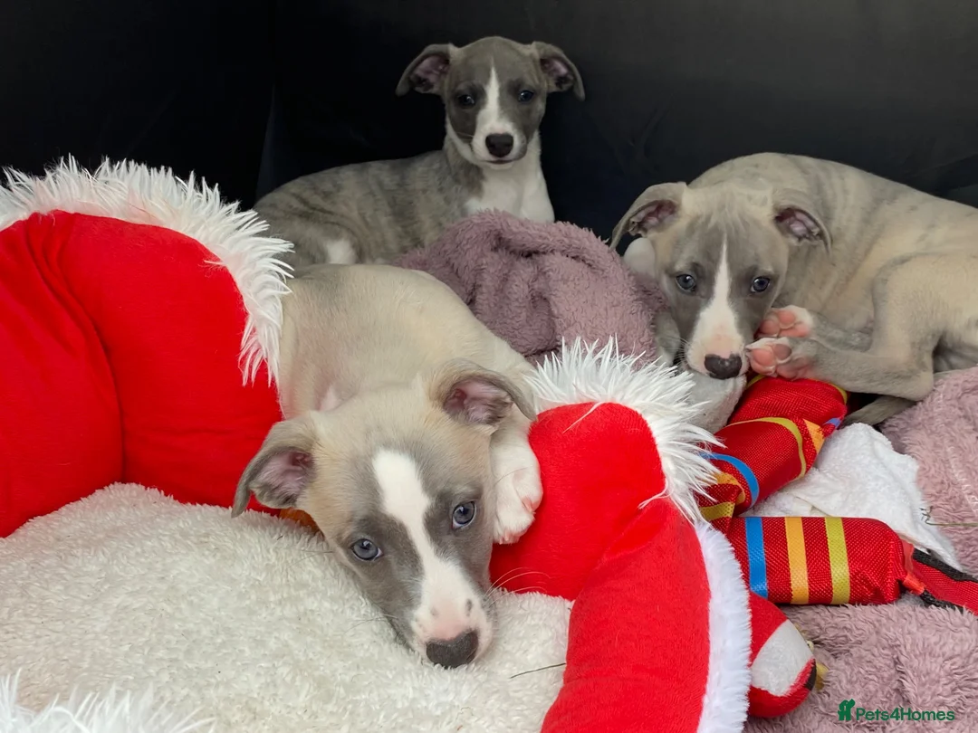 Whippet dogs for stud: Proven Quality Whippet For Stud  - Advert 10